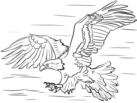 bald eagle head coloring page  printable coloring pages  kids