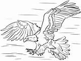 Calva Aguila Aquila Colorare Kids Disegni águila Presa Prey Diving Birds Supercoloring Prede Sobre Cazando sketch template