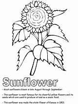 Coloring Pages Sunflower Printable Color Kansas Flower Clipart Kids State Symbols Flowers Cactus Usa Preschool Print Adults Beautiful Library Printables sketch template