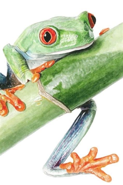 paint  frog  watercolour easy disney drawings anna mason