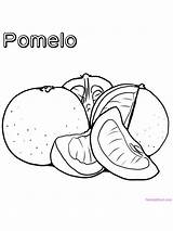 Pomelo Grapefruit sketch template