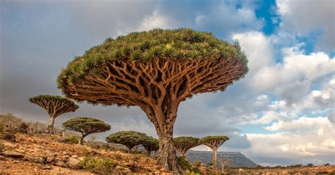 dragon trees yemen 83 unreal places you thought only existed in your