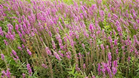 steppe flowers stock footage video shutterstock