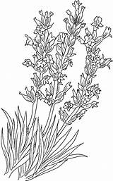 Lavanda Lavendel Mewarna Colornimbus Sayuran Sayur Angustifolia Lavandula Implantation sketch template