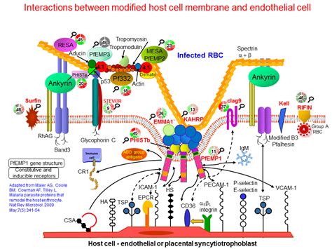 interactions  modified host cell membrane  endothelial cell