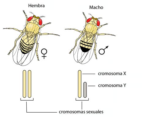 ¿qué es la determinación cromosómica del sexo curiosoando