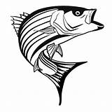 Bass Striper Fish Clipart Coloring Striped Drawings Pages Stripe Cliparts Clip Place Color Clipground Clipartbest Library sketch template
