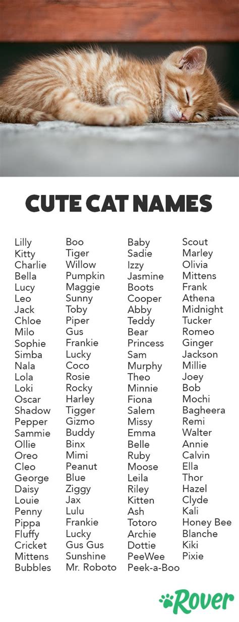 cute cat names    popularity rankings cute cat names