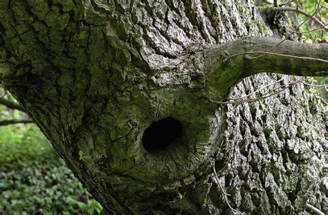 jozef van der heijden natuurfotografie een oud zwarte mezen nest  een wilg
