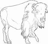 Buffalo Coloring Draw Pages Outline African Drawing Drawings American Animals Color Animal Step Bison Pencil Printable Kids Clipart Sheets Print sketch template