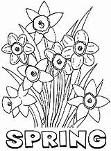 Daffodil Coloring Getcolorings Print sketch template
