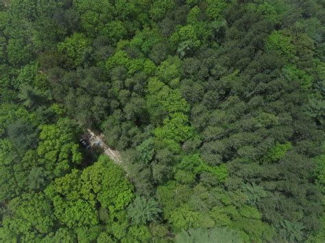 drones   service   forests harvard forest