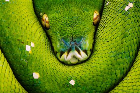 snakes snake face