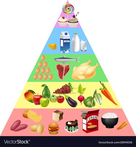 food pyramid chart royalty  vector image vectorstock