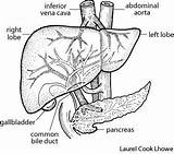 Liver Getdrawings Portal Laurel Yourdictionary Dictionary sketch template