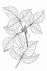Ivy Poison Drawing Toxicodendron Radicans Coloring Vine Ive Pages Getdrawings Search sketch template