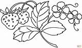 Coloring Pages Exotic Flower Getcolorings Adults sketch template