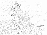 Coloring Wallaby Pages Kids Animals sketch template