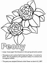 Coloring Peony State Indiana Flower Geography Pages Drawing Bird Flag Frost Symbols Japanese Templates Gif Sketch Printables Ws Kidzone Usa sketch template