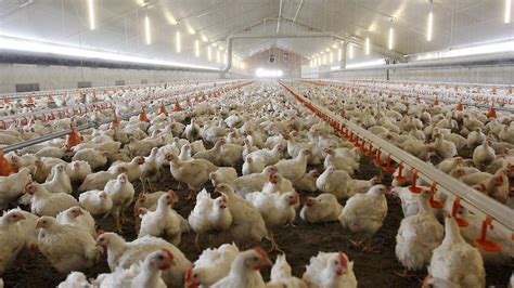 emissiereductie geen bewijs voor verband veehouderij en gezondheidsrisicos pluimveewebnl
