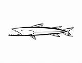 Barracuda Coloring Plymouth Pages Fish Drawing Easy Draw Drawings Colouring Color Step 612px 33kb Barracudas sketch template