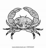 Crab Coloring Adult Zentangle Isolated Doodling Created Painted Colors Illustration Style Shutterstock Vector Books Background Used sketch template