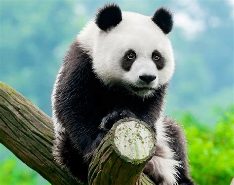 dzisiaj miedzynarodowy dzien pandy vivapl