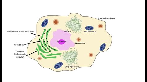 eukaryotic animal cell analogy eukaryotic cells openstax biology