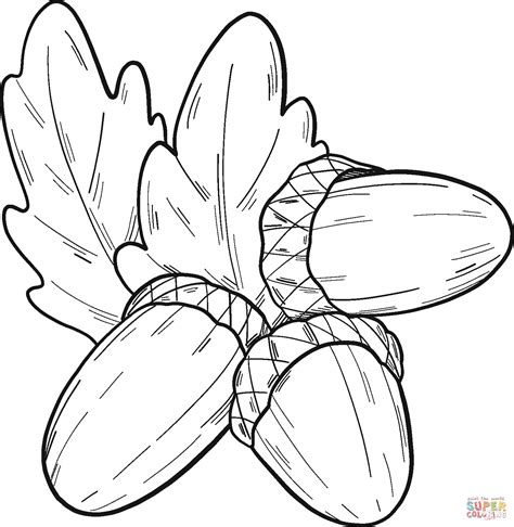 acorns coloring page  printable coloring pages