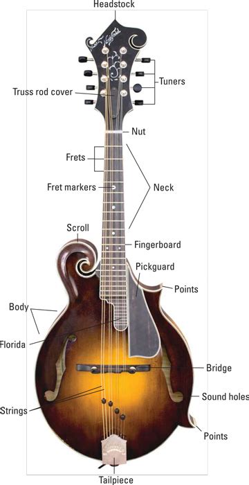 anatomy   mandolin dummies