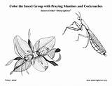Insect Orders Grade Group Walkingstick Exploringnature sketch template
