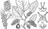 Mulberry Clipart Flower Etc Alba Morus sketch template