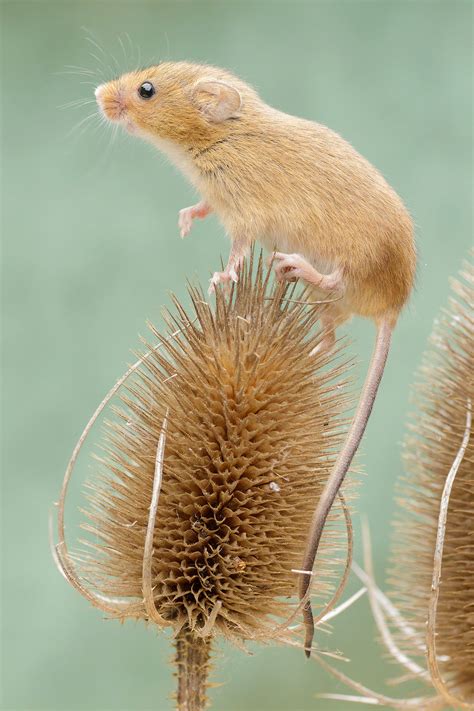 harvest mouse paul miguel wildlife photography