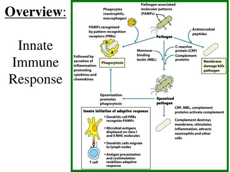 ppt overview innate immune response powerpoint