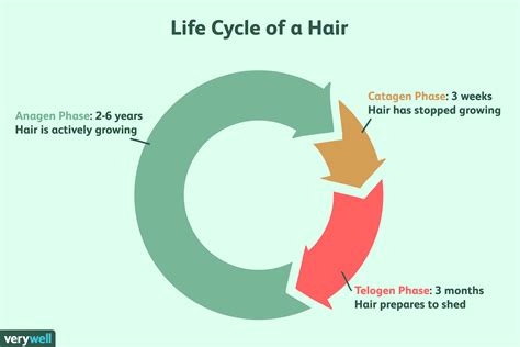 find   fast  hair grows   anagen phase