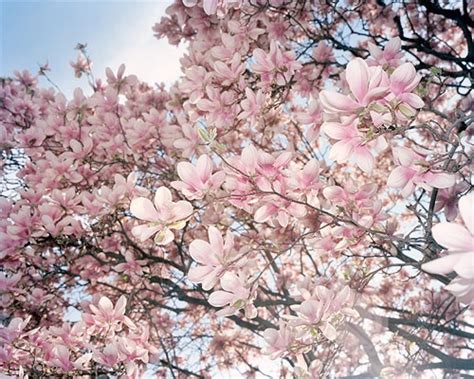 images  cherry blossoms  pinterest