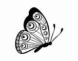 Butterfly Right Coloring Coloringcrew sketch template