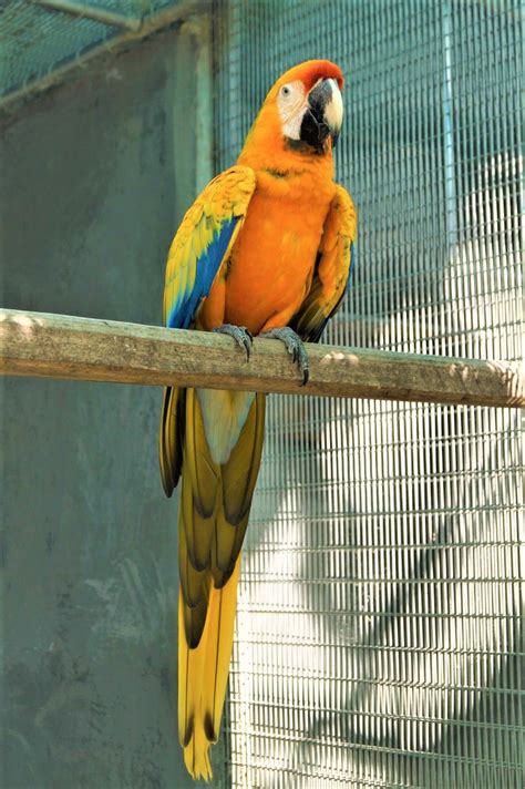camelot macaw catalina macaw  scarlet macaw