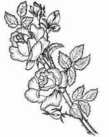 Flores Arbusto Dibujar sketch template