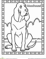 Coloring Bloodhound Pages Dog Printable First Worksheets Education Designlooter Getcolorings sketch template