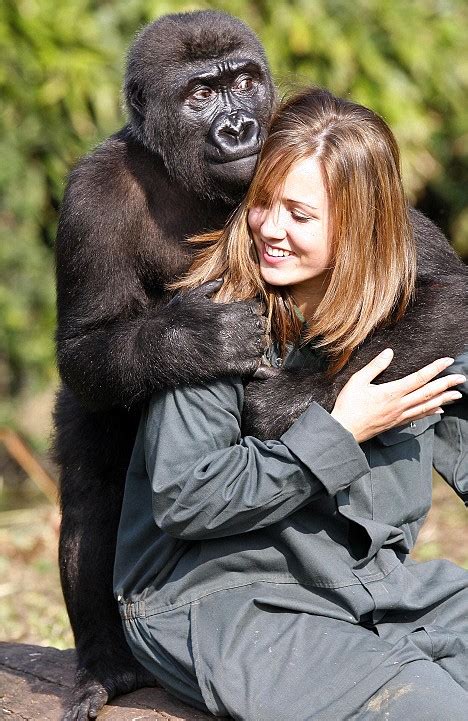 Will You Be My New Mummy Orphan Gorilla Gets To Grips