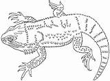 Bearded Dragoart Reptiles Bestcoloringpagesforkids sketch template