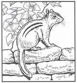 Coloring Pages Nature Animals Animal Chipmunk Books Backyard Adult Colouring Wildlife Printable Sheets Chipmunks Drawing Book Patterns Hubpages Scenes Board sketch template