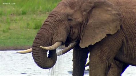 hunters   bring elephant head trophies   wusacom