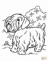 Terrier Silky Hunde Designlooter Cairn Stampare Impressionante Supercoloring sketch template