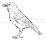 Raven Step Crow Dragoart Ravens Tutorial sketch template