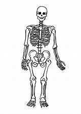 Skeleton Coloring Pages Printable Human Kids sketch template