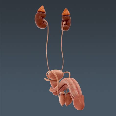 Human Urinary And Reproductive System An 3d Model Max Obj 3ds