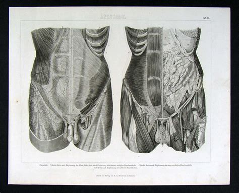 1874 print human anatomy male torso sex organs muscles ebay
