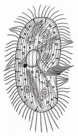 Protozoa Hieronymus sketch template